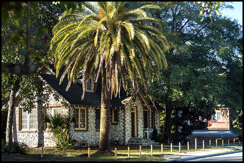 palm tree house