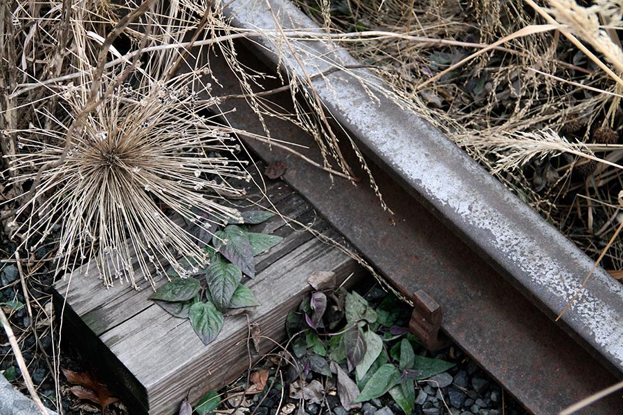 high line track and weeds