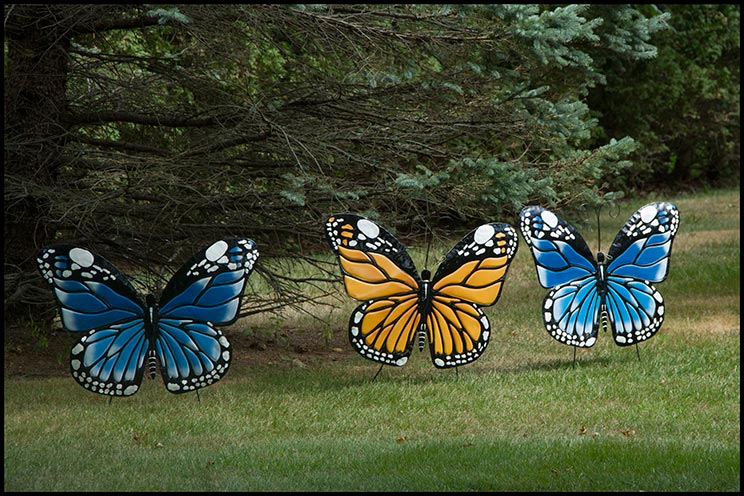 lawn butterflies