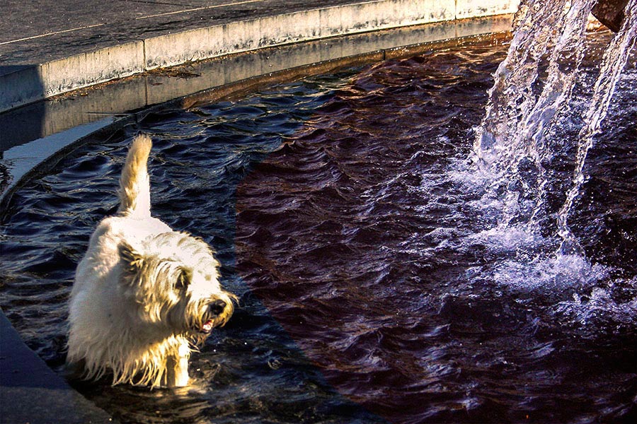 dog fountain